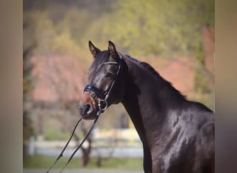 Austriacki koń gorącokrwisty, Wałach, 5 lat, 170 cm, Ciemnogniada