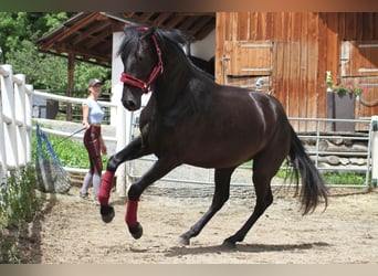 Austriacki koń gorącokrwisty, Wałach, 5 lat, 170 cm, Kara
