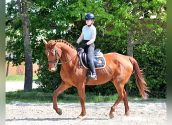 Austriacki koń gorącokrwisty, Wałach, 5 lat, 170 cm, Kasztanowata