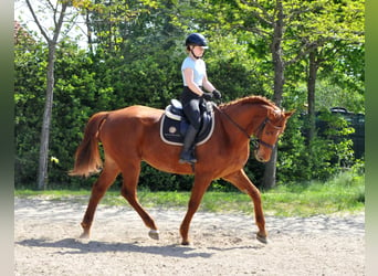 Austriacki koń gorącokrwisty, Wałach, 5 lat, 170 cm, Kasztanowata