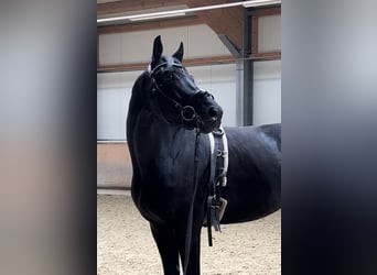 Austriacki koń gorącokrwisty, Wałach, 5 lat, 172 cm, Kara
