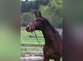 Austriacki koń gorącokrwisty, Wałach, 6 lat, 163 cm, Ciemnogniada