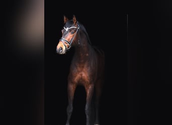 Austriacki koń gorącokrwisty, Wałach, 6 lat, 163 cm, Gniada