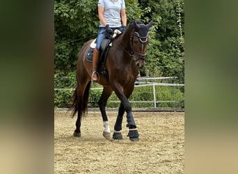 Austriacki koń gorącokrwisty, Wałach, 6 lat, 167 cm, Gniada