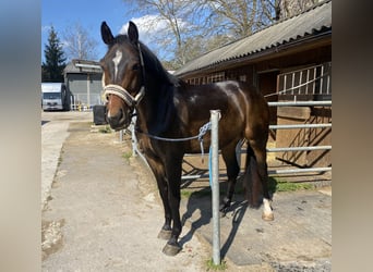 Austriacki koń gorącokrwisty, Wałach, 6 lat, 167 cm, Gniada