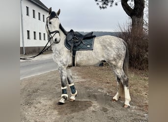 Austriacki koń gorącokrwisty, Wałach, 6 lat, 167 cm, Siwa