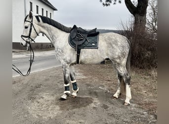 Austriacki koń gorącokrwisty, Wałach, 6 lat, 167 cm, Siwa