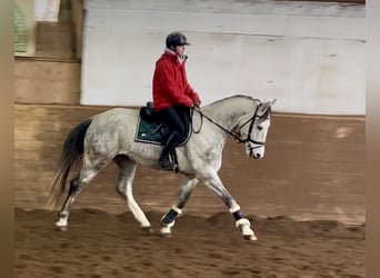 Austriacki koń gorącokrwisty, Wałach, 6 lat, 167 cm, Siwa