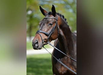 Austriacki koń gorącokrwisty, Wałach, 6 lat, 168 cm, Ciemnogniada