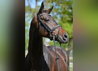 Austriacki koń gorącokrwisty, Wałach, 6 lat, 168 cm, Ciemnogniada