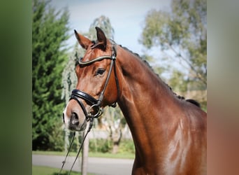 Austriacki koń gorącokrwisty, Wałach, 6 lat, 170 cm, Gniada