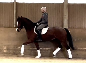 Austriacki koń gorącokrwisty, Wałach, 6 lat, 170 cm, Gniada