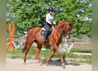 Austriacki koń gorącokrwisty, Wałach, 6 lat, 170 cm, Kasztanowata