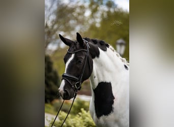 Austriacki koń gorącokrwisty, Wałach, 6 lat, 175 cm, Srokata