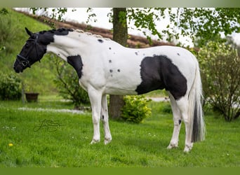 Austriacki koń gorącokrwisty, Wałach, 6 lat, 175 cm, Srokata