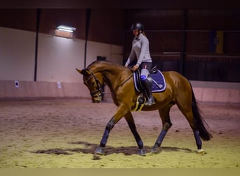Austriacki koń gorącokrwisty, Wałach, 6 lat, 176 cm, Gniada