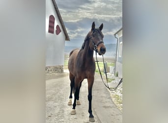 Austriacki koń gorącokrwisty, Wałach, 7 lat, 172 cm, Ciemnogniada