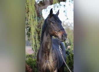 Austriacki koń gorącokrwisty, Wałach, 7 lat, 176 cm, Gniada