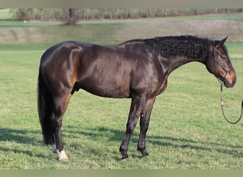 Austriacki koń gorącokrwisty, Wałach, 7 lat, 176 cm, Gniada