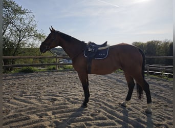 Austriacki koń gorącokrwisty, Wałach, 7 lat, 180 cm, Gniada