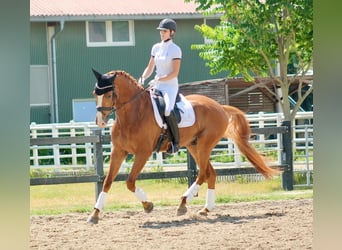 Austriacki koń gorącokrwisty, Wałach, 9 lat, 173 cm, Kasztanowata