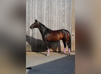 Austriaco, Castrone, 10 Anni, 168 cm, Baio scuro