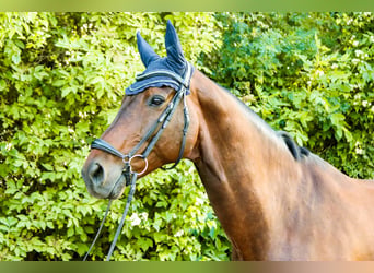 Austriaco, Castrone, 10 Anni, 170 cm, Baio