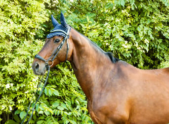 Austriaco, Castrone, 10 Anni, 170 cm, Baio