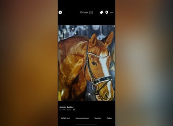 Austriaco, Castrone, 10 Anni, 170 cm, Sauro