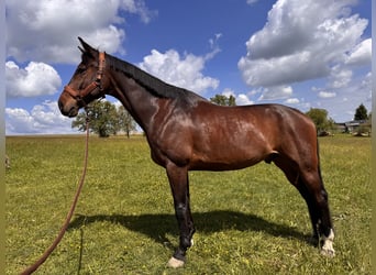 Austriaco, Castrone, 10 Anni, 172 cm, Baio scuro