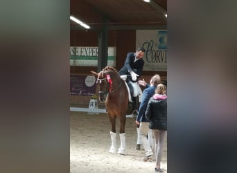 Austriaco, Castrone, 10 Anni, 173 cm, Sauro scuro