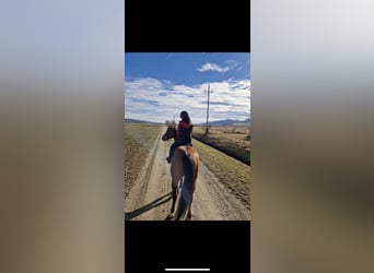 Austriaco, Castrone, 11 Anni, 165 cm, Baio