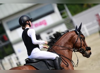 Austriaco, Castrone, 11 Anni, 165 cm, Baio