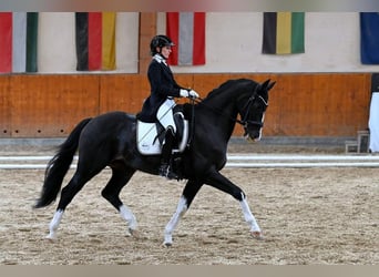 Austriaco, Castrone, 12 Anni, 164 cm, Baio nero