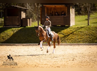 Austriaco, Castrone, 12 Anni, 170 cm, Sauro