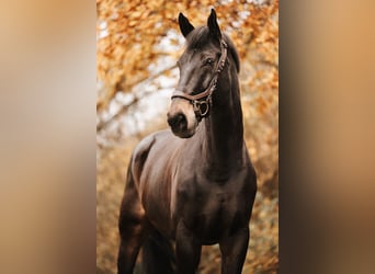 Austriaco, Castrone, 12 Anni, 177 cm, Baio