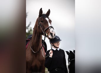 Austriaco, Castrone, 13 Anni, 180 cm, Baio