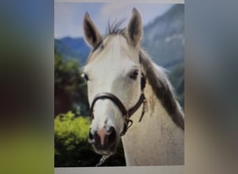 Austriaco, Castrone, 16 Anni, 170 cm, Grigio