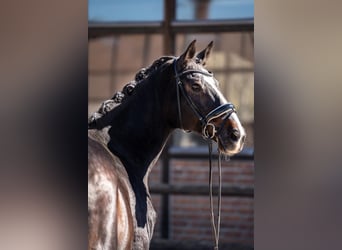 Austriaco, Castrone, 17 Anni, 173 cm, Baio scuro