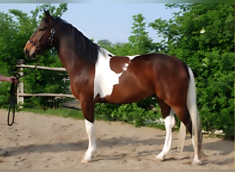Austriaco, Castrone, 18 Anni, 168 cm, Pezzato