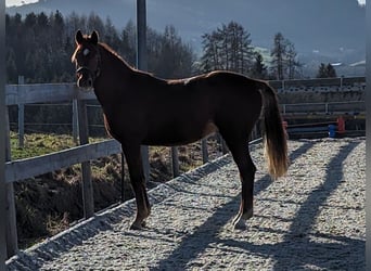 Austriaco, Castrone, 2 Anni, 169 cm, Sauro