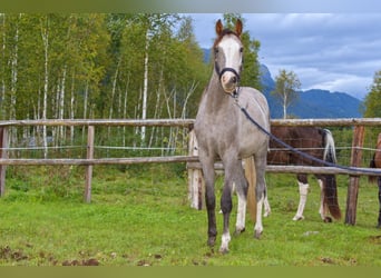 Austriaco, Castrone, 2 Anni, Grigio