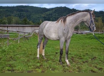 Austriaco, Castrone, 2 Anni, Grigio