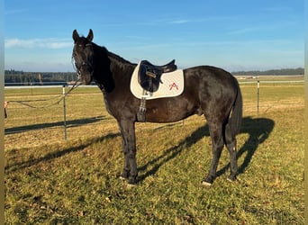 Austriaco, Castrone, 3 Anni, 163 cm