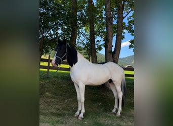 Austriaco, Castrone, 3 Anni, 168 cm, Pezzato