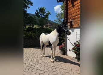 Austriaco, Castrone, 3 Anni, 168 cm, Pezzato