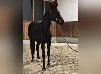 Austriaco, Castrone, 3 Anni, 170 cm, Baio nero