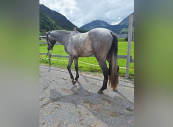 Austriaco, Castrone, 3 Anni, 170 cm, Grigio pezzato