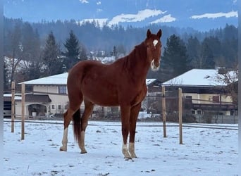 Austriaco Mix, Castrone, 3 Anni, 175 cm, Sauro