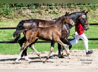Austriaco, Castrone, 3 Anni, 178 cm, Baio scuro